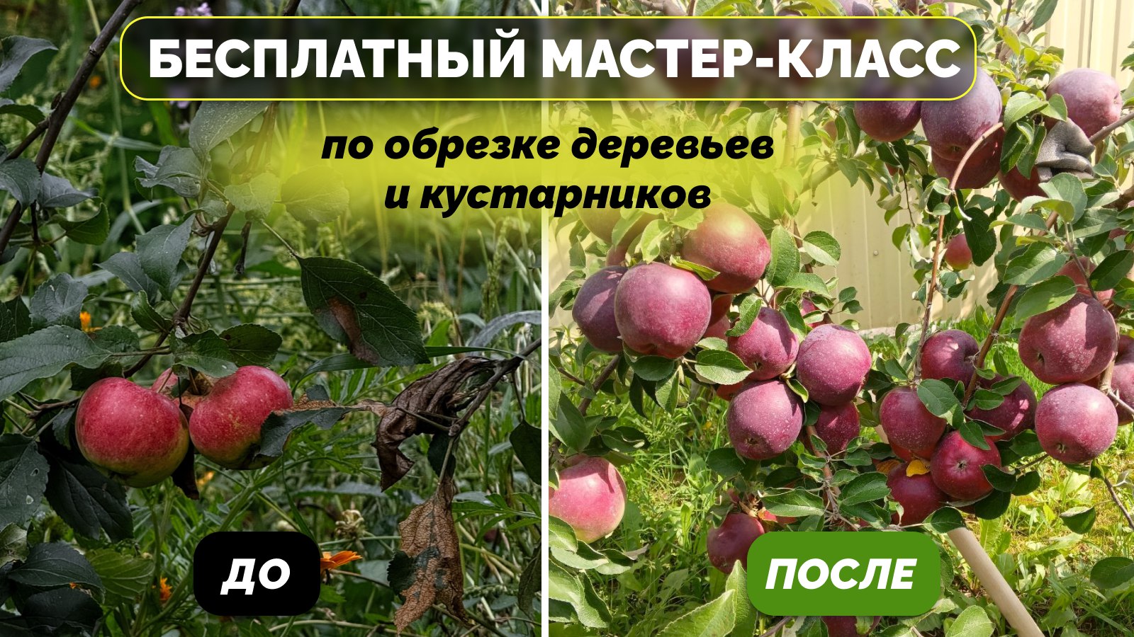 Мастер-класс по обрезке деревьев
