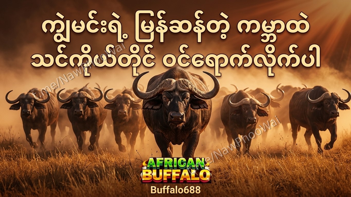 ⏰ ကျွဲဂိမ်း - နော်ဖူးဝေ 24 နာရီဝန်ဆောင်မှု